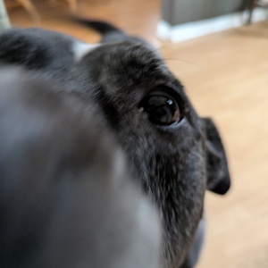 Fundraising Page: Juliann Diiorio